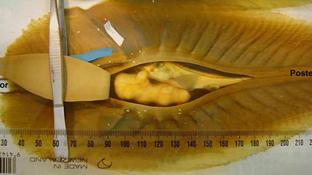 Os maiores ovos de peixes da natureza