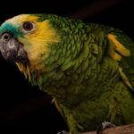 Papagaios "nomeiam" os filhotes com sons para identificá-los