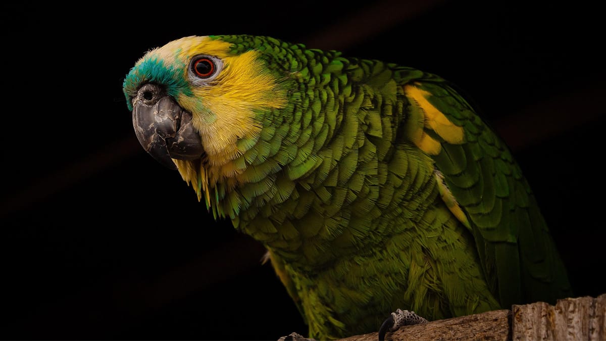 Papagaios "nomeiam" os filhotes com sons para identificá-los