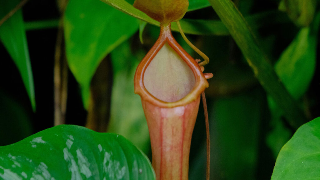 Plantas carnívoras e sua voracidade
