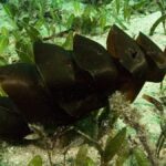 Os maiores ovos de peixes da natureza