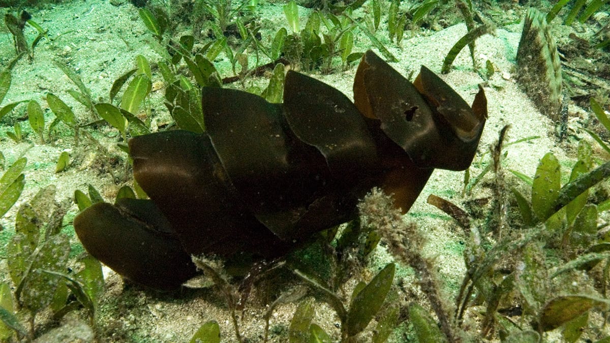 Os maiores ovos de peixes da natureza
