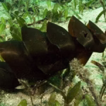 Os maiores ovos de peixes da natureza