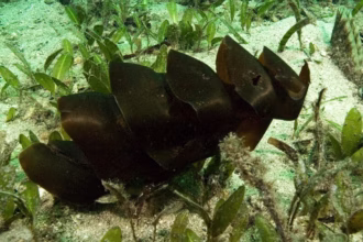 Os maiores ovos de peixes da natureza
