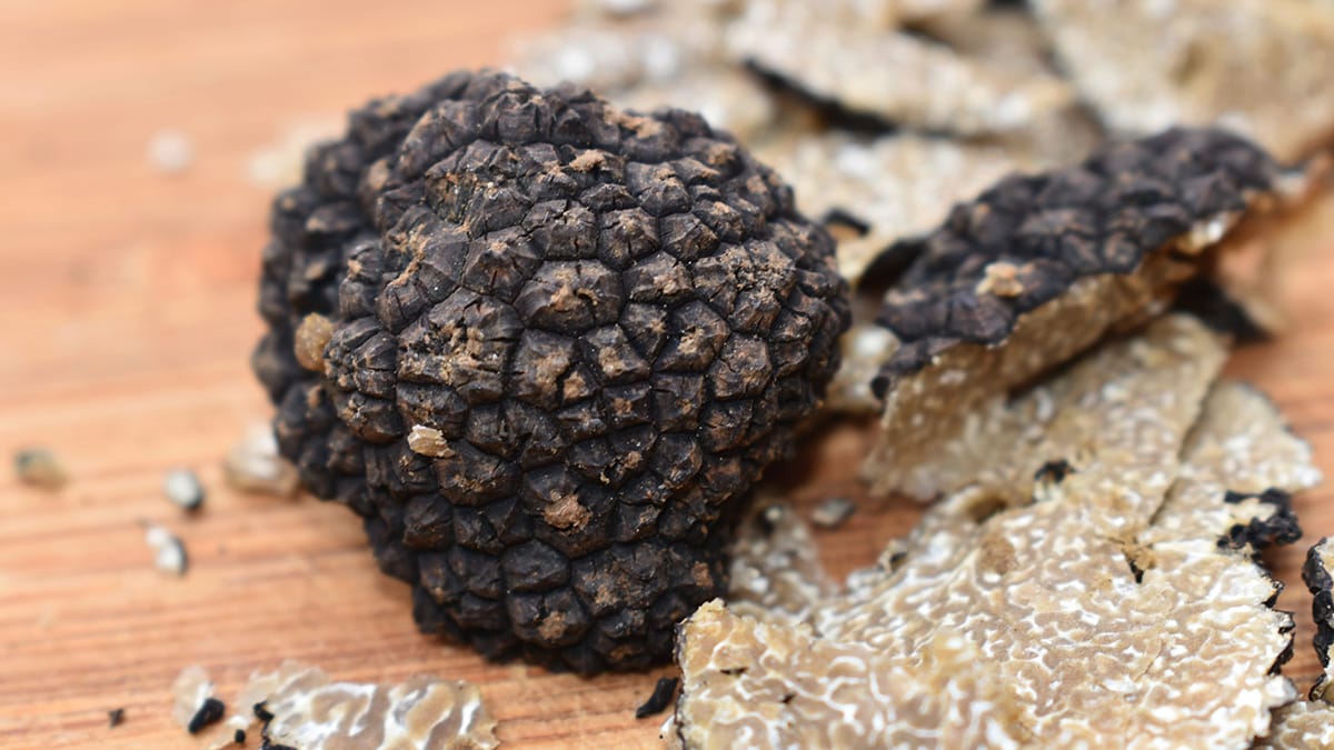O que são trufas e por que são tão valiosas?
