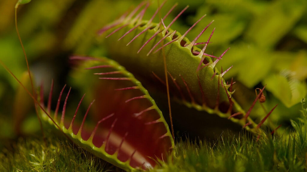 Plantas carnívoras e sua voracidade