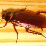 Baratas sobreviveram ao cataclismo que matou dinossauros