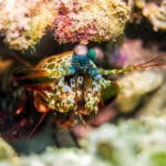 O camarão-louva-a-deus: o crustáceo mais feroz do mar