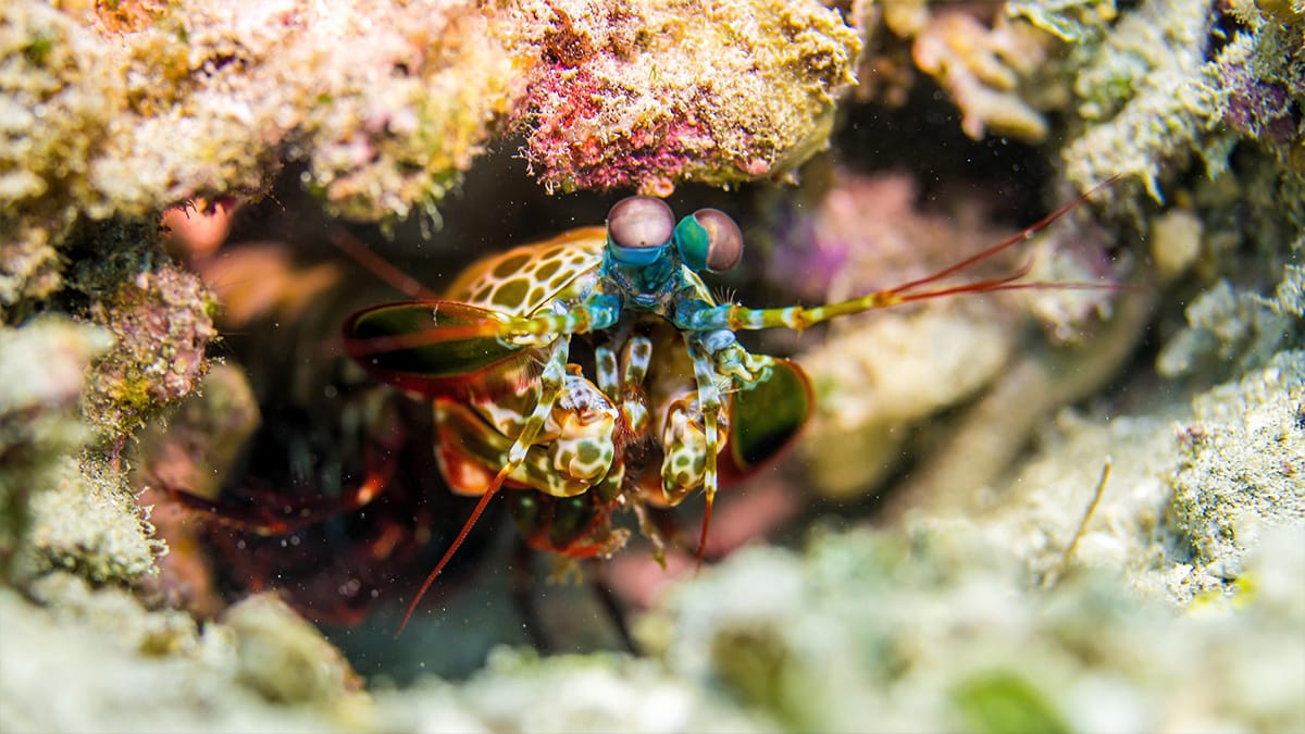 O camarão-louva-a-deus: o crustáceo mais feroz do mar