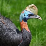 Casuar, a ave mais perigosa do mundo