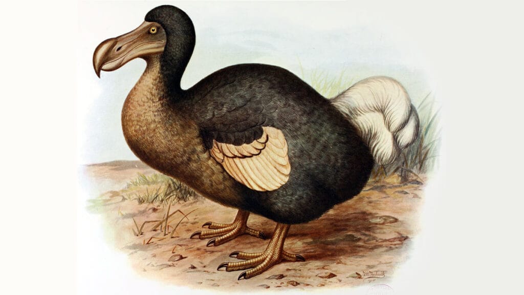 5 animais extintos no século XIX