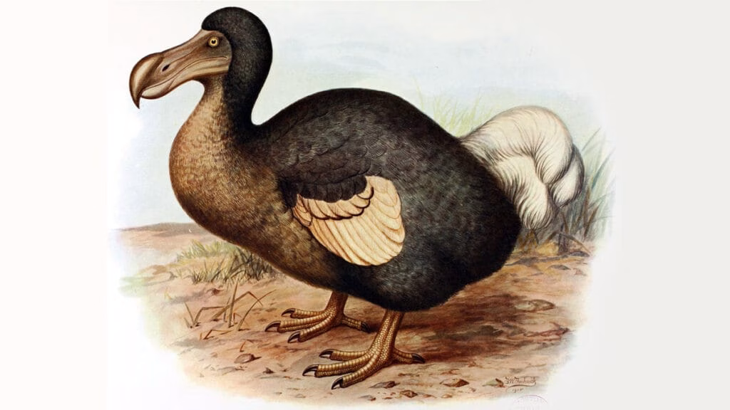 5 animais extintos no século XIX