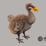 5 animais extintos no século XIX