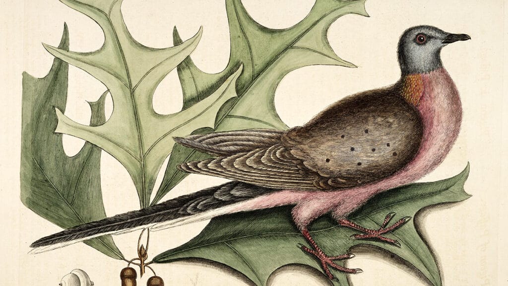 5 animais extintos no século XIX