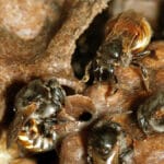 Molécula em própolis de mandaçaia mata larvas do Aedes