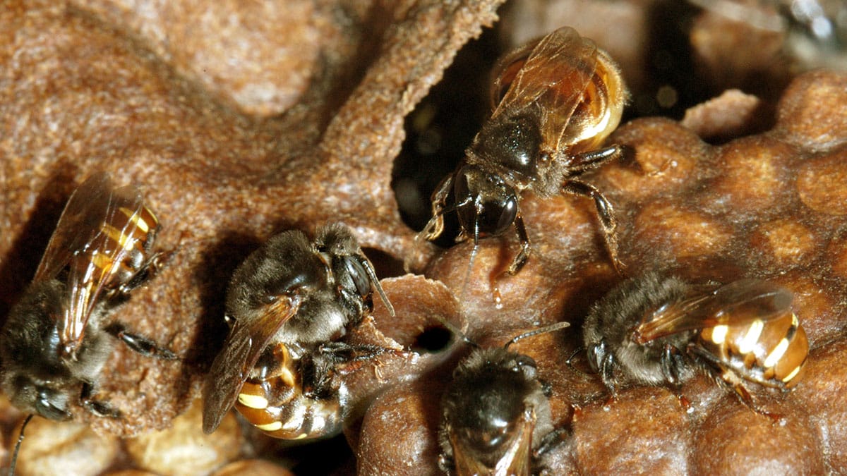 Molécula em própolis de mandaçaia mata larvas do Aedes