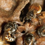Molécula em própolis de mandaçaia mata larvas do Aedes