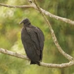 Urubu: a ave que mantém a natureza limpa