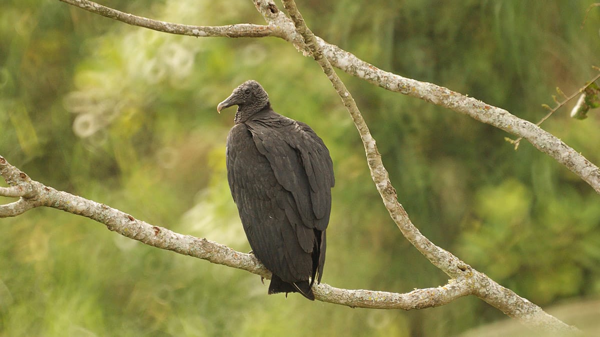 Urubu: a ave que mantém a natureza limpa