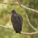 Urubu: a ave que mantém a natureza limpa