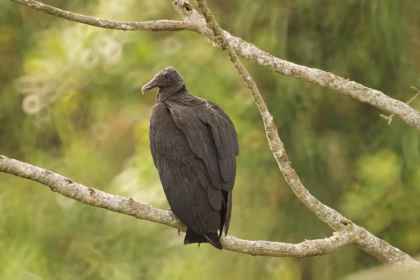 Urubu: a ave que mantém a natureza limpa
