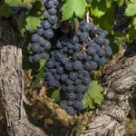 Uva, o superalimento