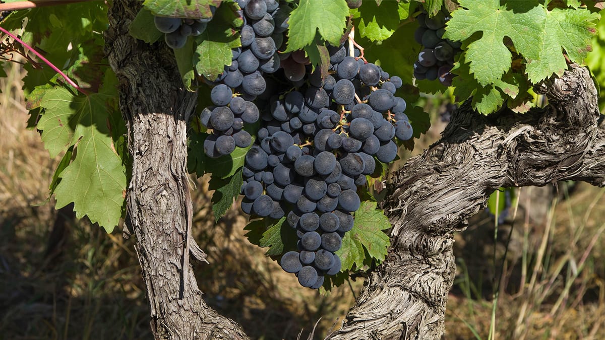 Uva, o superalimento