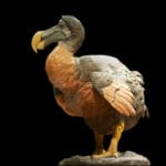 Como o dodô foi caçado e extinto?