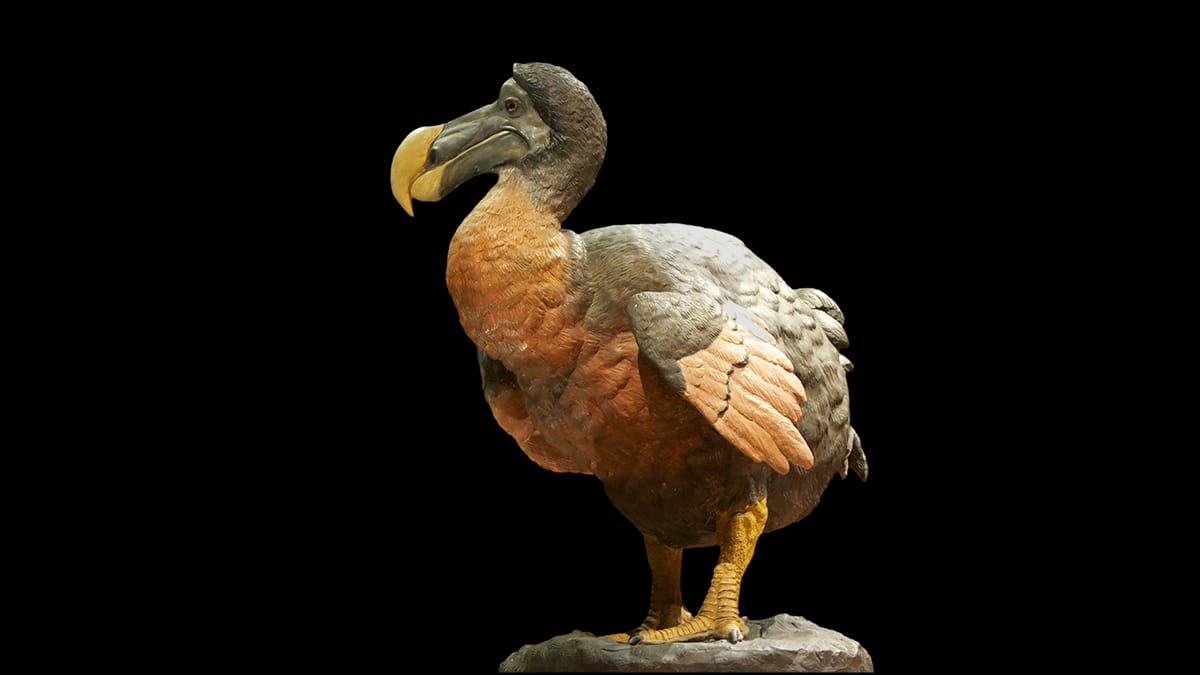 Como o dodô foi caçado e extinto?