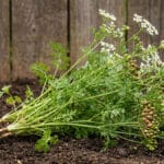 Coentro: a origem e os benefícios