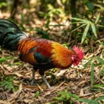 Como foram domesticadas as galinhas?