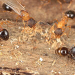 A espécie de formiga que sequestra colônias