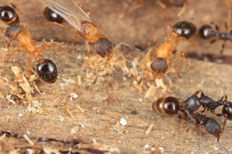 A espécie de formiga que sequestra colônias