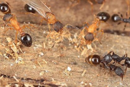 A espécie de formiga que sequestra colônias