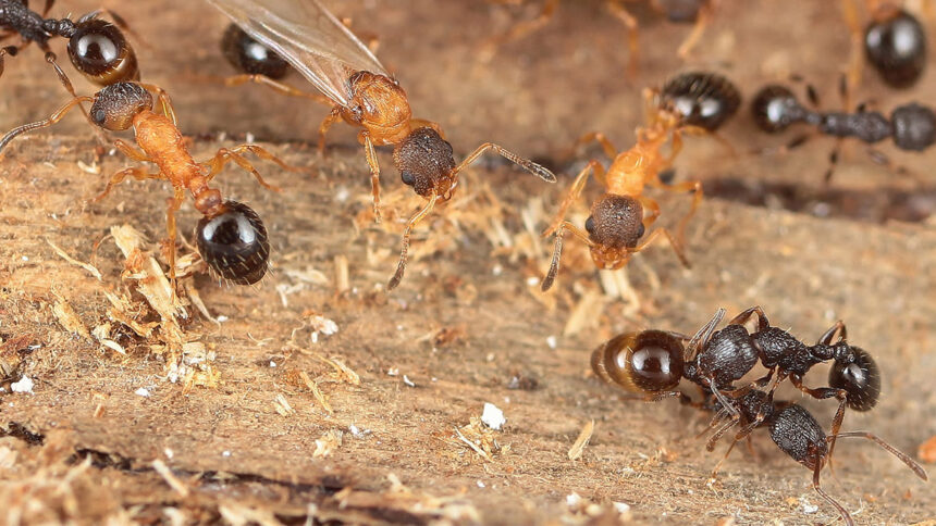 A espécie de formiga que sequestra colônias