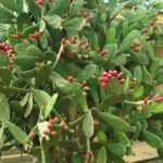 A origem da palma forrageira