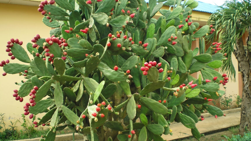 A origem da palma forrageira