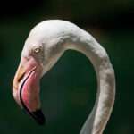 Bicos das aves: origem, evolução e curiosidades