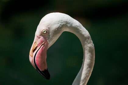 Bicos das aves: origem, evolução e curiosidades