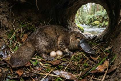 Ornitorrinco: um erro da evolução ou um animal espetacular?