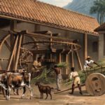 A história da cachaça: origem e popularização