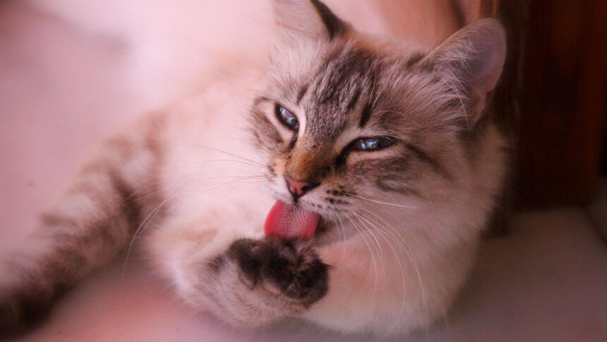 O banho diário dos gatos: a ciência explica?