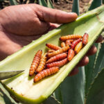 o gusano de maguey é uma larva de mariposa que protagoniza uma das tradições mais debatidas do Mezcal.