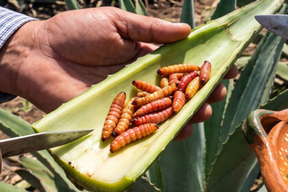 o gusano de maguey é uma larva de mariposa que protagoniza uma das tradições mais debatidas do Mezcal.