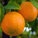A origem da laranja