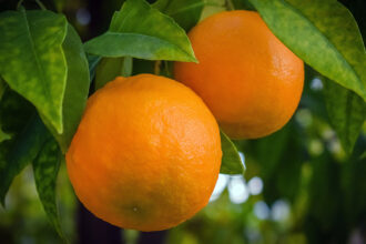 A origem da laranja