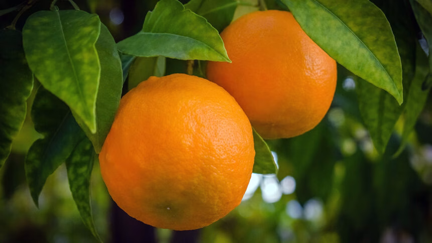 A origem da laranja