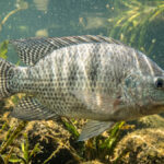 A origem da tilápia e sua evolução na aquicultura brasileira