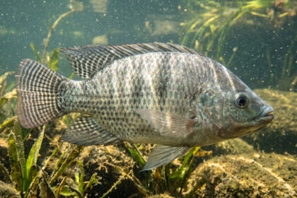 A origem da tilápia e sua evolução na aquicultura brasileira
