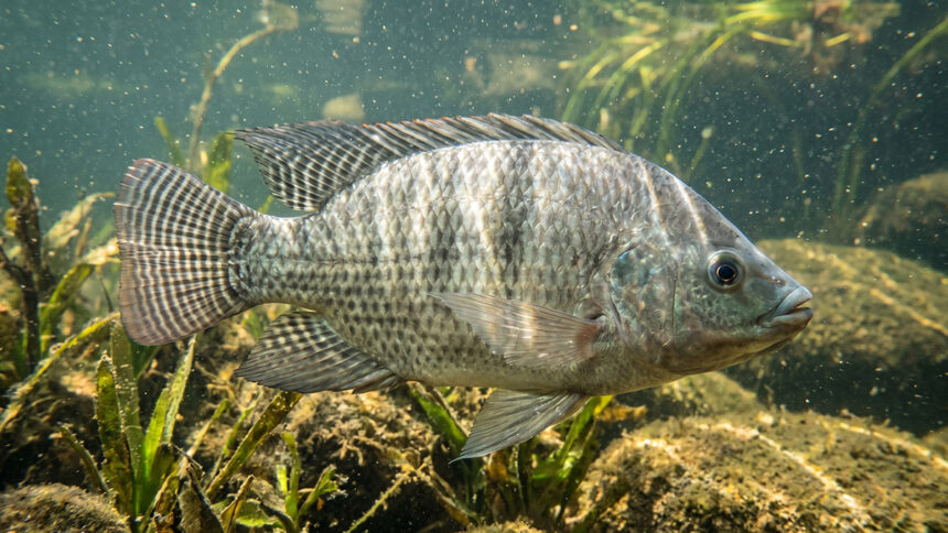A origem da tilápia e sua evolução na aquicultura brasileira